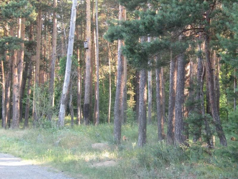 Лес в набережных челнах фото Лес в набережных челнах фото